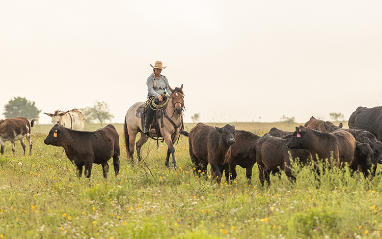 Women on horseback among cattle 